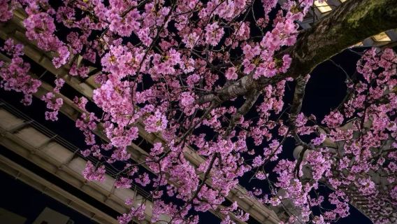 東京-千葉縣【可送機/單程包車接送/中文司機/可定制行程】