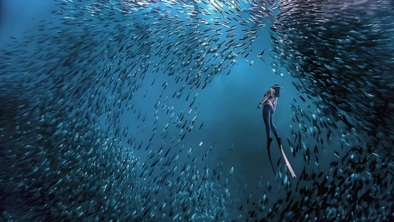 Experiencia de buceo con bancos de sardinas en Moalboal, Filipinas - 3 horas de buceo (equipo incluido / buceo sin certificación y con certificación)