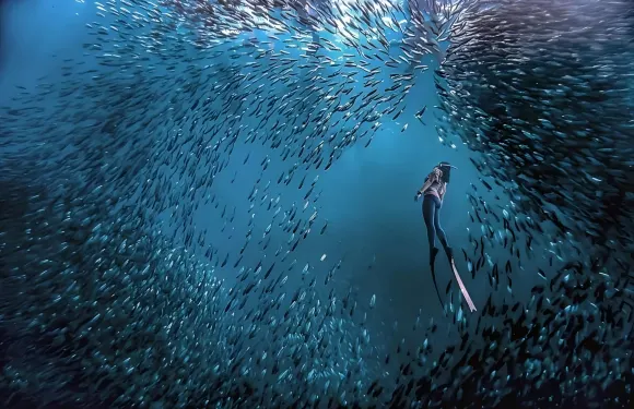 菲律賓墨寶沙丁魚風暴潛水 | 可選：體驗潛水/持證潛水/水肺潛水 - 提供潛水裝備