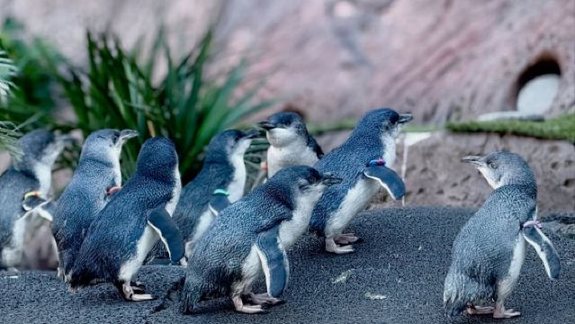 Neuseelands Südinsel: Christchurch Antarctic Centre Erlebnis & VIP-Pinguin-Hintergrundbesuch – Begegnung mit kleinen blauen Pinguinen und Abenteuer-Offroad-Fahrzeug