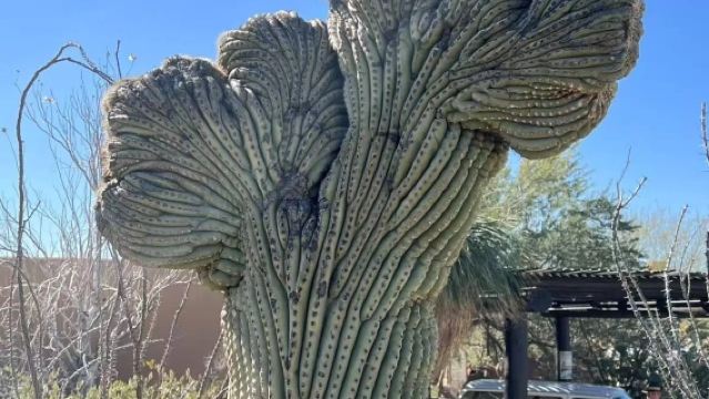 美國鳳凰城-斯科茨代爾-仙人掌公園-巨人柱國家公園-包車精選