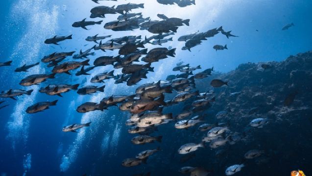 澎湖列島體驗潛水水肺潛水2小時【體驗潛水 (免證照)｜興仁潛水】