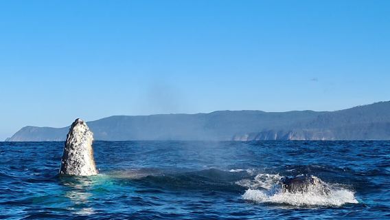 3-часовой круиз на скоростном катере по дикой природе острова Бруни из Хобарта (туда и обратно через залив Адвенчер Бэй, требуется самостоятельный трансфер)