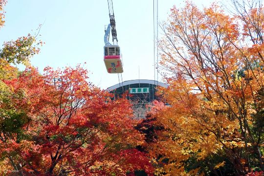 큐슈 벳푸 케이블카 당일 치기 여행: 다자이후 텐만구·유후인·긴린호·플라워 빌리지