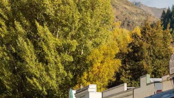 Queenstown edestakaisin: Wanakan järvi + Yksinäinen puu + Arrowtown + Cromwell (englanninkielinen yksityiskyyti)