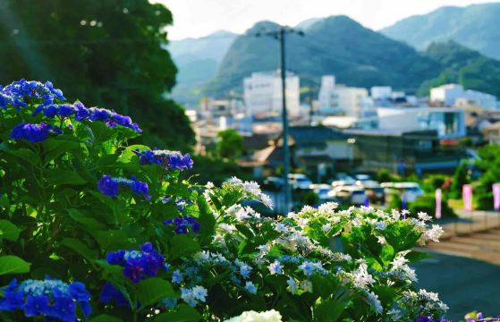 東京出發：南伊豆一日遊（石廊崎-龍宮窟-下田公園-白濱海岸）