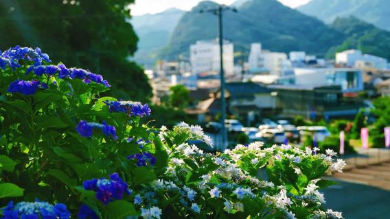 東京出發：南伊豆一日遊（石廊崎-龍宮窟-下田公園-白濱海岸）