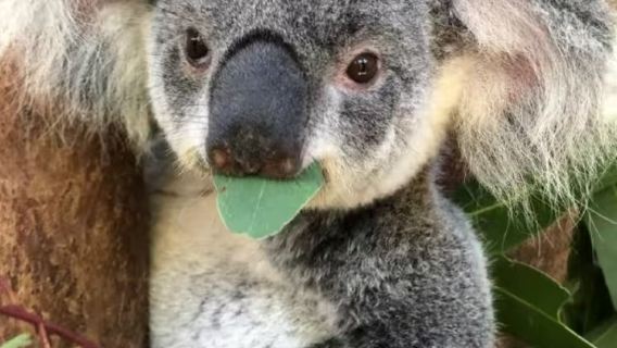 Lawatan Sehari Hutan Hujan Tropika Kuranda Cairns - Kereta Kabel Pelancongan - Tren Kecil Kuranda (Tidak Termasuk Tiket Masuk)