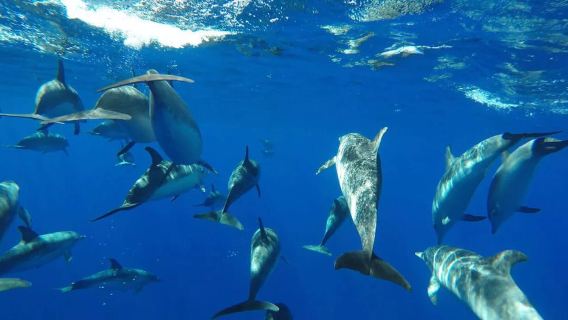 From Funchal: Whale and Dolphin Watching