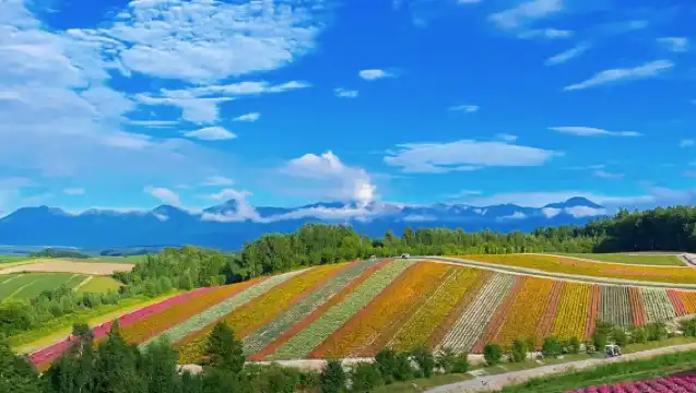 北海道旭川市旭山動物園&瀑布&網紅聖誕樹&精靈台/中或英司導一日遊