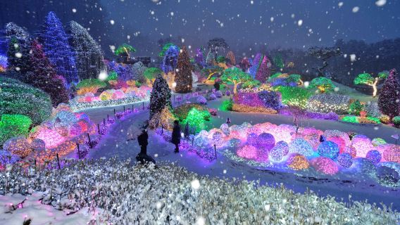 Lawatan sehari ke Pulau Nami + Taman Pokok Wonji Morning Calm (Berlepas dari Seoul • Pemandu pelancong berbahasa Cina dan Inggeris)