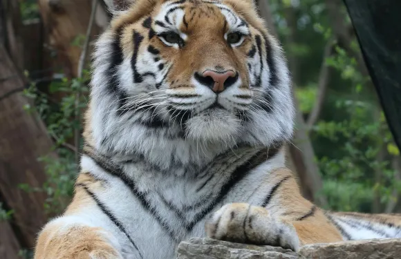 皮斯託亞動物園：快速通道門票長者