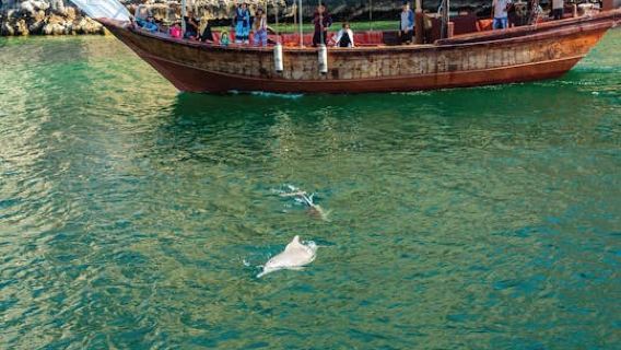 Morning dolphin cruise in Muscat