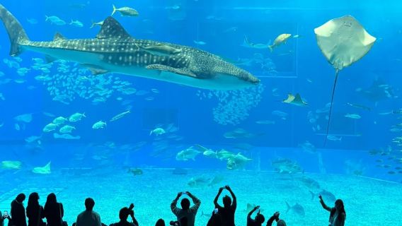 日本琉球スタイル特別ラインチャーター | 空港送迎 | 沖縄貸切自由旅行 | プライベート旅程もカスタマイズ可能