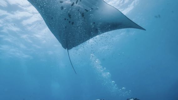 インドネシア バリ島 レンボンガン島 体験ダイビング スキューバダイビング/OWライセンス取得コース 10時間【中国人インストラクター トゥランベン】