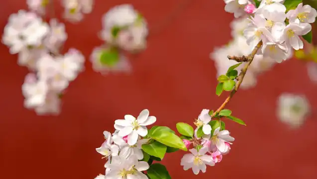 北京故宮博物院+慕田峪長城一日遊（英文導覽VIP私人導覽）