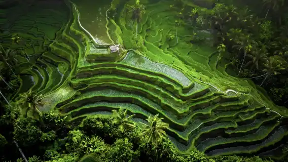 烏布之旅:梯田、猴林、象洞、巴圖安神廟、瀑布日遊