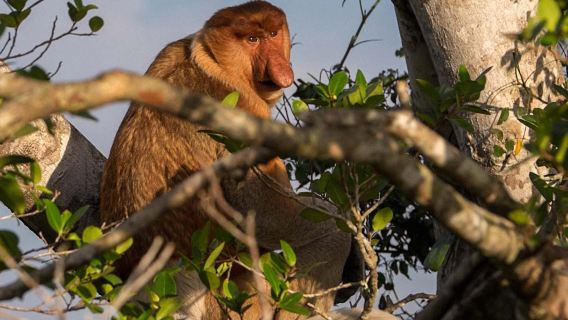 Klias Wetland Mangrove & Fireflies River Cruise | Kota Kinabalu, Sabah