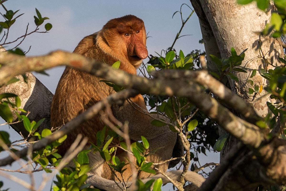 Klias Wetland Mangrove & Fireflies River Cruise | Kota Kinabalu, Sabah
