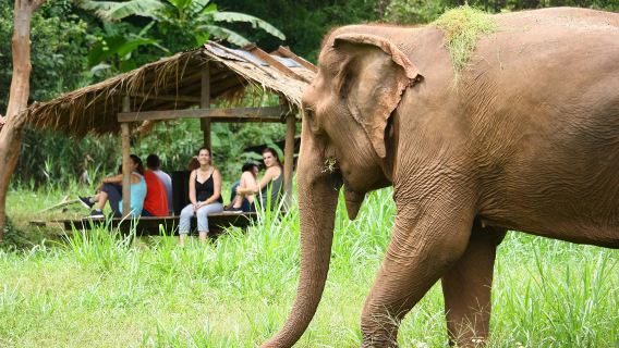 Tierras Altas de los Elefantes - Experiencia Ética con Elefantes de un Día Completo en las Pintorescas Montañas de Chiang Mai
