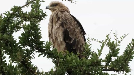 Nairobi: Hell's Gate National Park and Lake Naivasha Tour