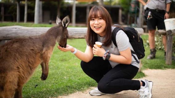 Combo : visite des Blue Mountains + billet de bus à arrêts multiples à Sydney