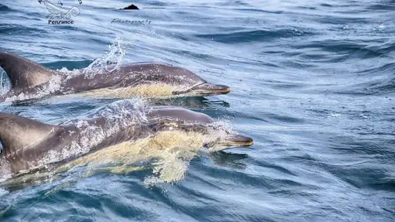 Cornwall: 2 hour Wildlife Watching RIB Tour Adventure