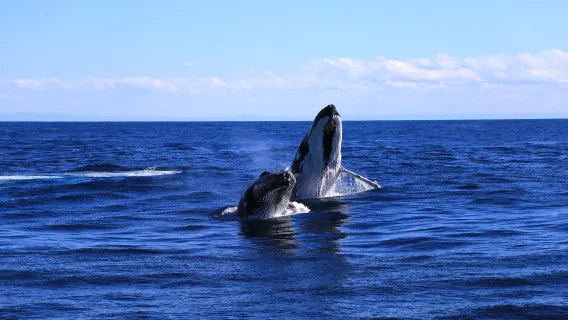 tour di un giorno a Brisbane e Isola di Moreton/Isola dei Delfini [6 attività tra cui scegliere]