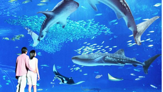 【9人小團】沖繩美麗海水族館＋萬座毛＋古宇利島＋美國村一日遊