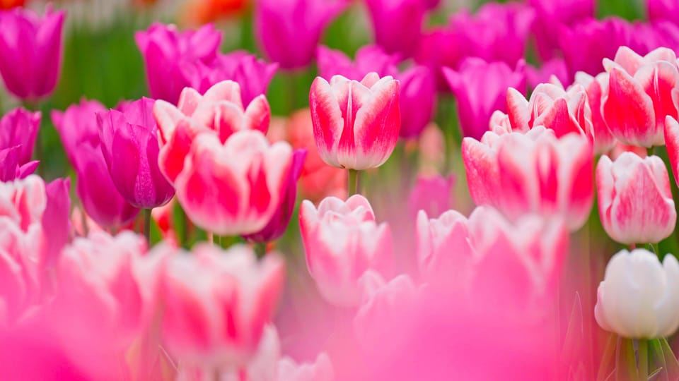 จากอัมสเตอร์ดัม: เข้า Keukenhof พร้อมบริการรับส่งด้วยรถบัสรับส่ง