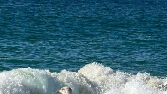 Nazaré and Peniche: City Walking Tour and Boat Adventure