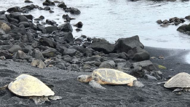 中文包車·夏威夷大島火山國家公園+普納魯吾黑沙灘一日遊·上門接駁