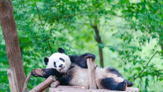 Chengdu Research Base of Giant Panda Breeding + Optional Destinations: Private Car Transfer