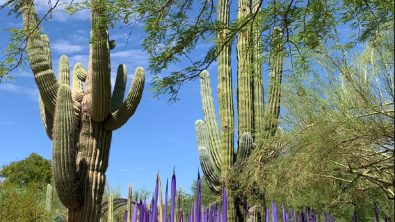 【鳳凰城經典包車遊】紅色岩石・沙漠秘境・藝術老城・天際線之旅