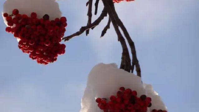 美國安克雷奇-惠蒂爾港口接-市區一日遊-中文私享行