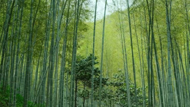 Hin- und Rückfahrt ab Wuxi: Tagesausflug zum Bambusmeer-Landschaftsgebiet und Yixing-Garten in Yixing | Chinesisch/englischer Reiseleiter | Privattransfer nach Maß