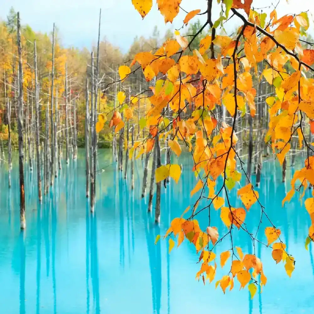 1-day tour to Hokkaido highlights: Forest elf terrace + Asahiyama