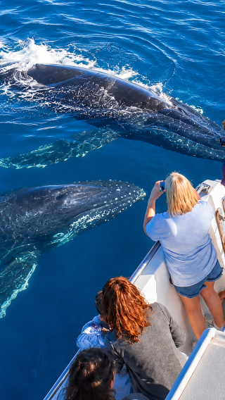 Auckland Whale & Dolphin Tour, explore Hauraki Gulf marine park