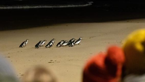 Melbourne'den: Penguen Geçidi, Koalalar & Kangurular