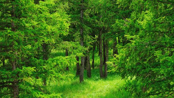 Lawatan separuh hari ke Taman Hutan Negara Hadamen [2 sesi sehari  termasuk tiket masuk+perkhidmatan bas] pelbagai pakej