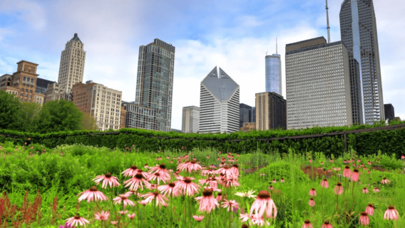 Chicago Millennium Park + Pintu Awan + lawatan sewa peribadi Universiti Chicago (perjalanan boleh disesuaikan)