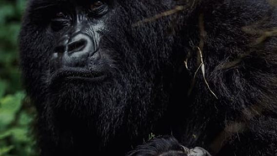 Kigali: Volcanoes National Park Gorilla Trekking Day Trip