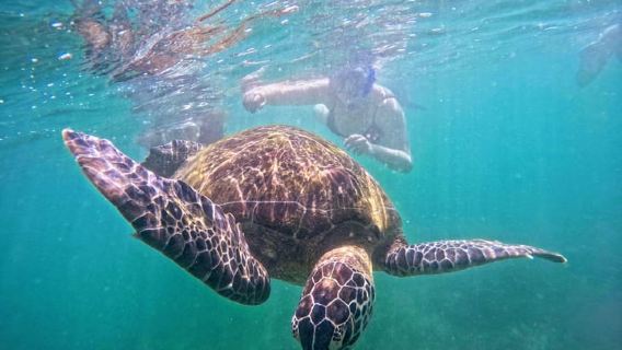 Mirissa: Turtle Snorkeling Experience with Boat Ride