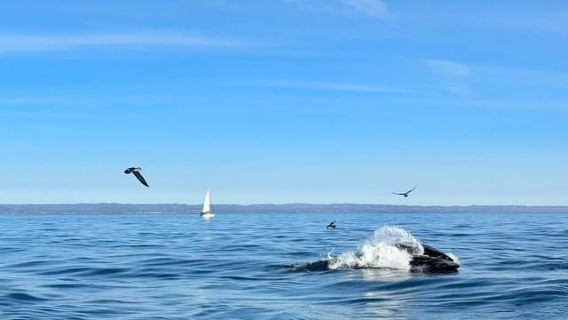 Экскурсия по наблюдению за дельфинами и морской фауной в Алгарве
