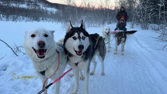 Bodø - Sulitjelma: Discover the Magic of Husky Sledding!