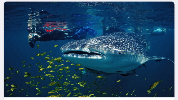 DumagueteTour Trong Ngày