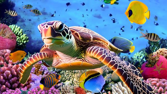 Tour di un giorno alle Isole Similan in Thailandia con partenza da Krabi/Phuket/Khao Lak, due sessioni di snorkeling e sbarco sull'isola