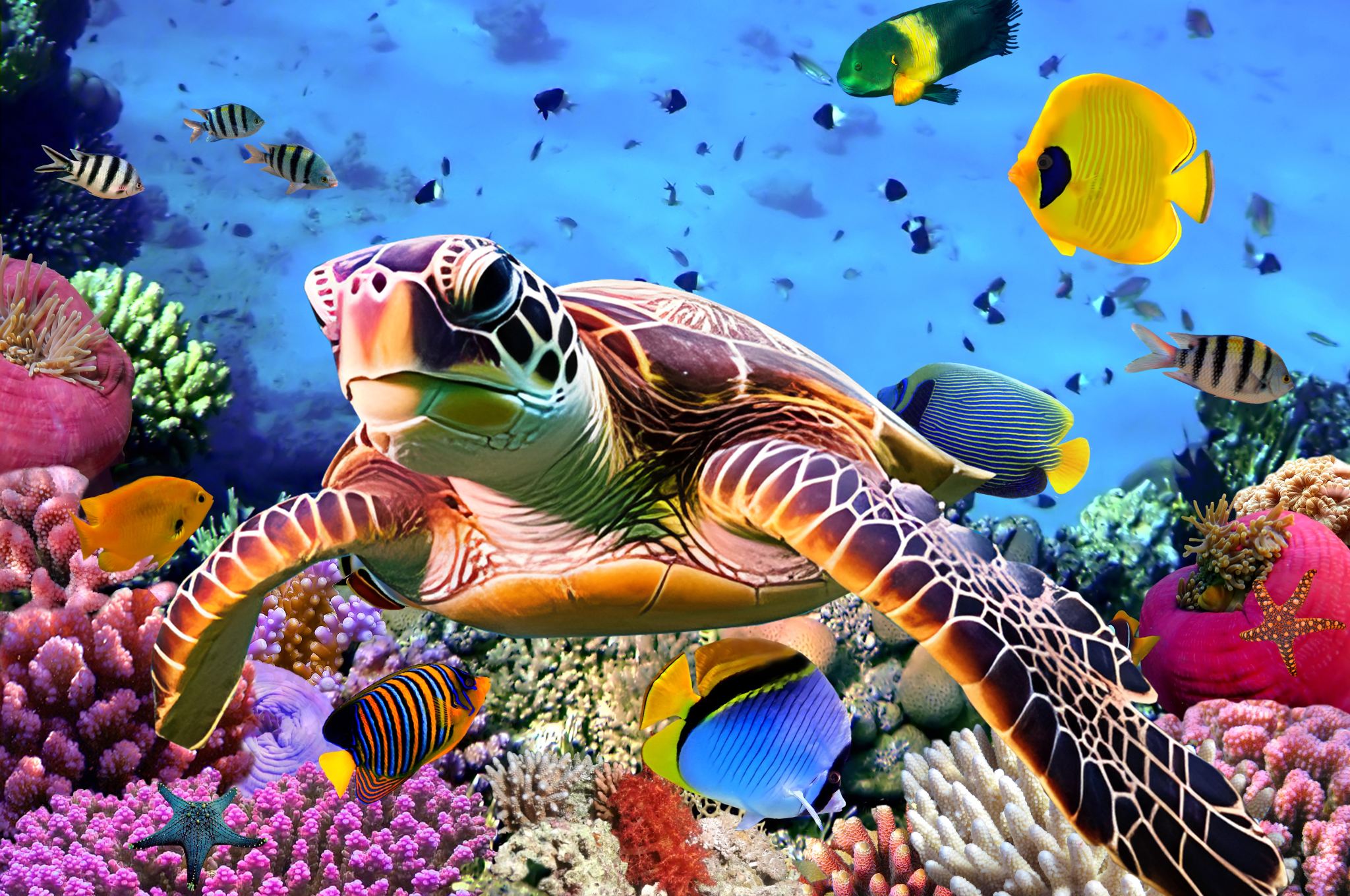 Tour di un giorno alle Isole Similan in Thailandia con partenza da Krabi/Phuket/Khao Lak, due sessioni di snorkeling e sbarco sull'isola