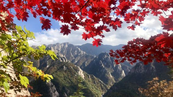 Autumn limited edition red leaves| one-day tour to Seoraksan Mountain in South Korea