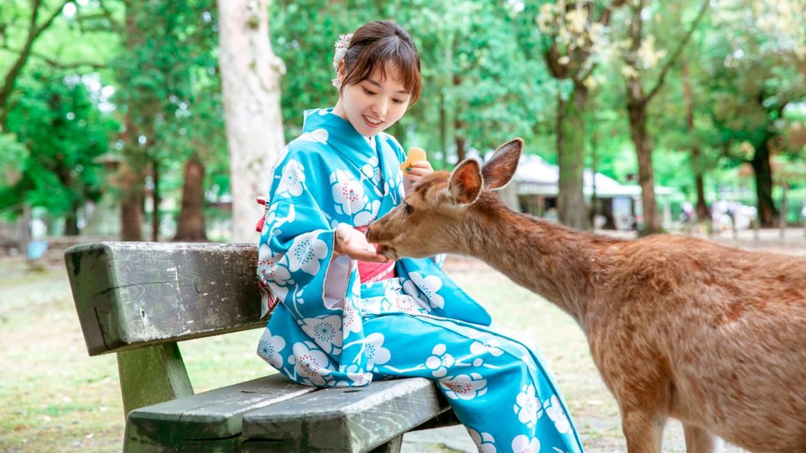 [오사카 출발] 일본 교토 & 나라 당일치기 투어, 사랑스러운 야생 사슴 만나기, 하루에 후시미이나리 신사와 기요미즈데라 지역 관광, 최대 13인 소규모 그룹, 한국어 가능 운전 기사